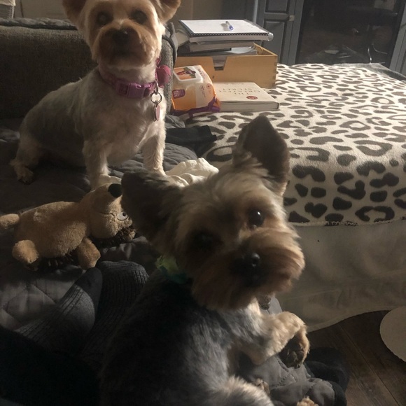 Meet your Posher, Clementines - Picture 8 of 14